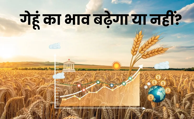 गेहूं का भाव बढ़ेगा या नहीं?